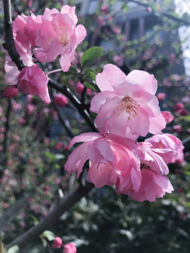 垂絲海棠