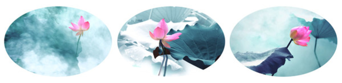 創(chuàng)意荷花