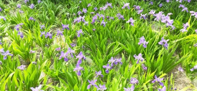 一片鳶尾花