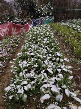 菜園子里的雪