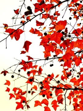紅色楓葉