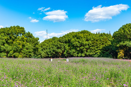 上海共青森林公園花圃