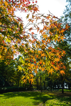公園秋色秋葉