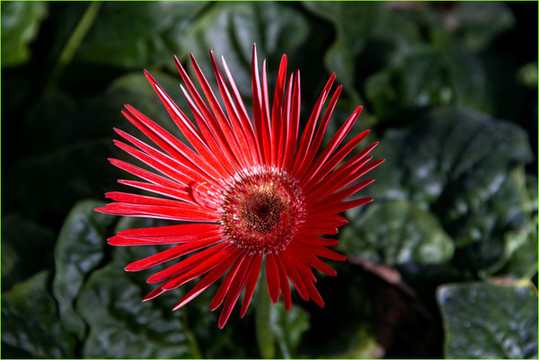 草花