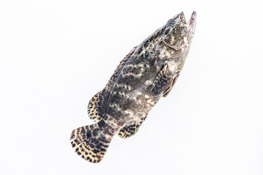 石斑魚