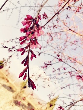中國風(fēng)櫻花