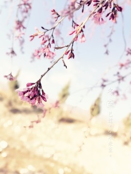 櫻花之歌
