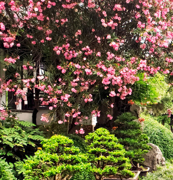 一樹繁花