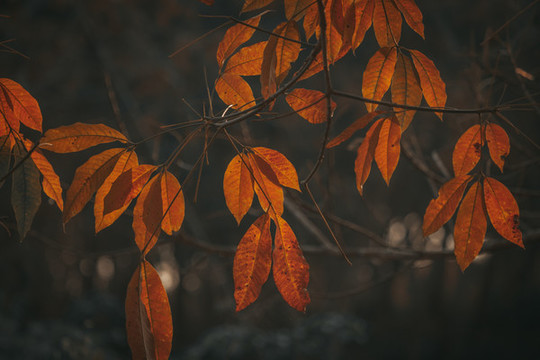 黃葉