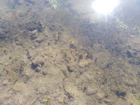 淺水幼魚