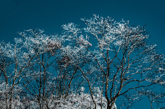 天燕雪季