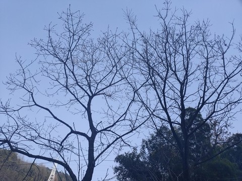 樹剪影