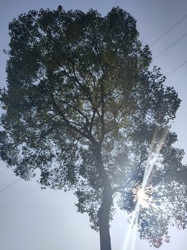 大樹天空