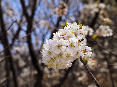 櫻桃花