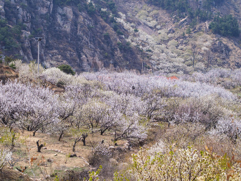 櫻桃花