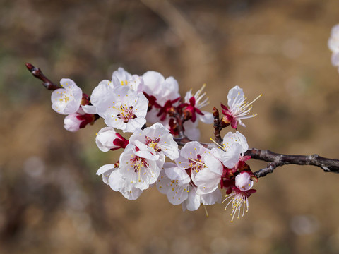 櫻桃花
