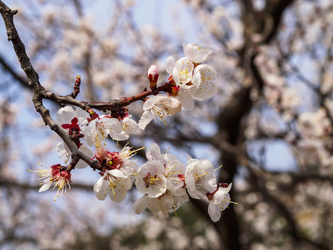 櫻桃花