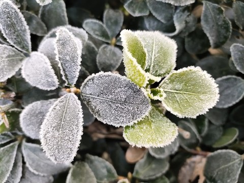 綠葉與霜花