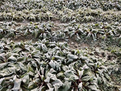 打霜的蔬菜