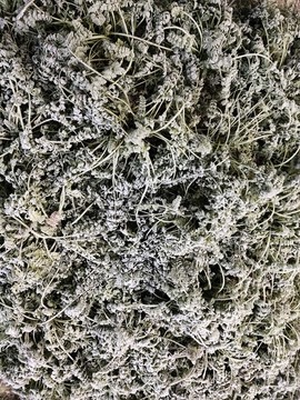 打霜的胡蘿卜葉子