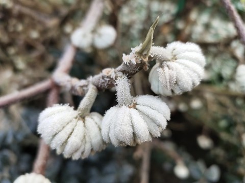 夢花花苞與霜花