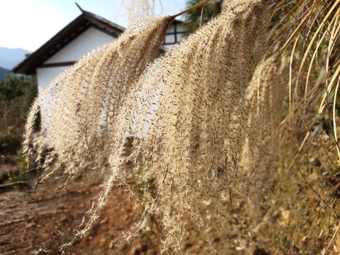 茅草花特寫
