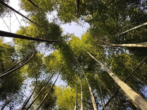 仰拍竹子
