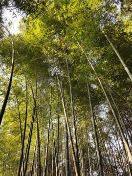 竹子
