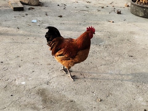 雞