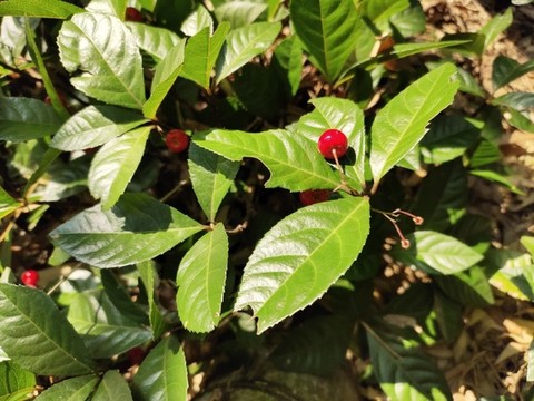 野生紅果子
