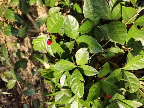 紅色果實