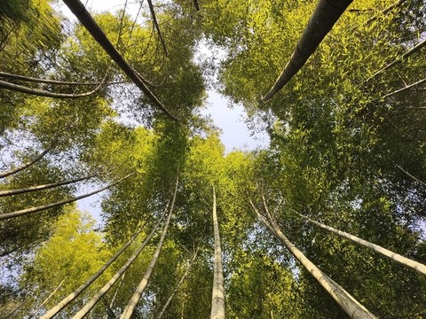 仰拍竹子