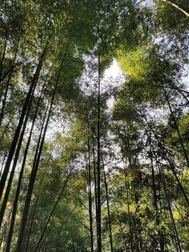 綠竹林