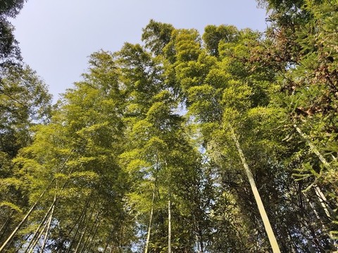 仰拍竹子