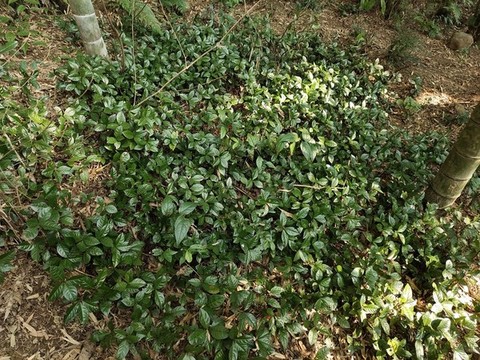 東方紫金牛綠植特寫