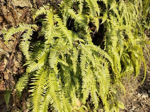 野草