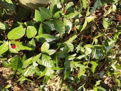 東方紫金牛紅色果實