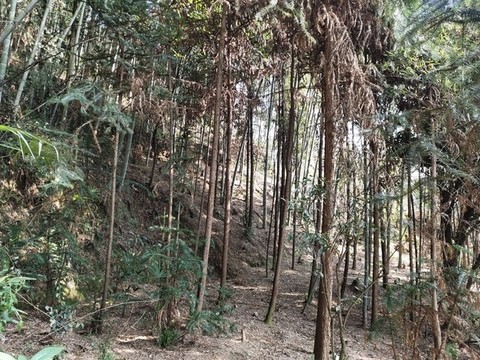 竹子與杉樹