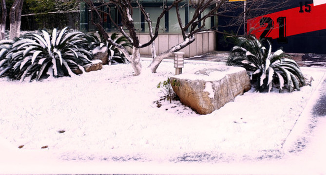 白雪覆蓋的草坪和綠植