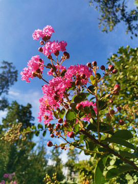 紫薇花
