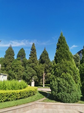 柏樹