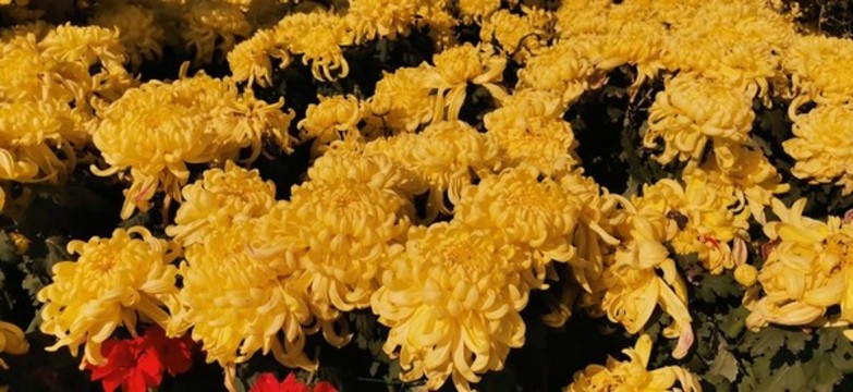 菊花