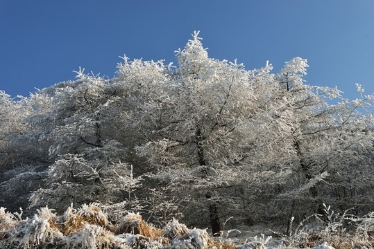 五峰獨(dú)嶺霧松