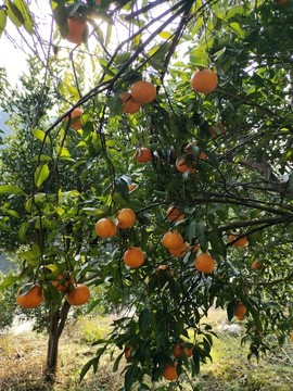 柑橘樹果園