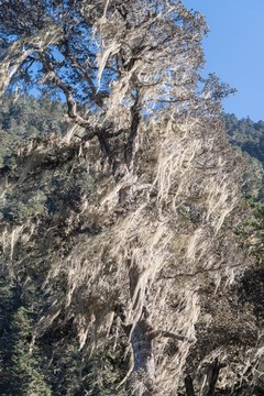樹(shù)胡子