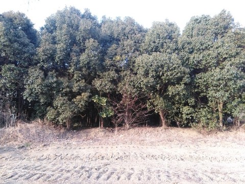 樟樹林