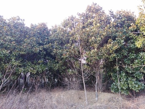 廣玉蘭樹林