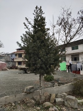 羅漢松樹苗