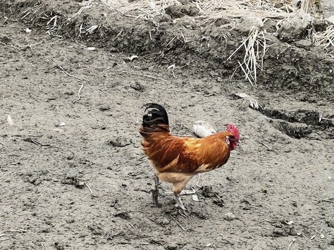 雞