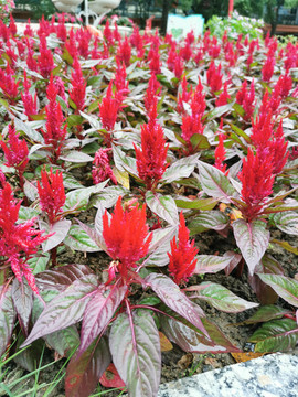 一串紅花壇